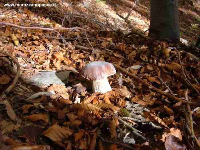  Image name: 130 Porcino.jpg 
 width: 700 pixel 
 height: 525 pixel 
 Size: 33493 bytes 
 Click to enlarge 